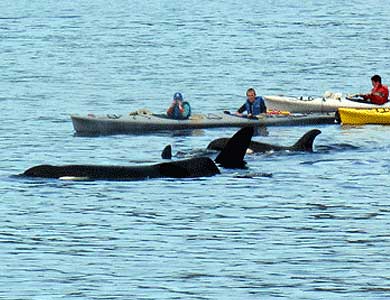 Orca viewing on a Ketchikan Sea Kayak Tour