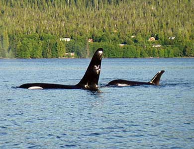 Orca Whales at the dock, Southeast Exposure, Ketchikan Alaska