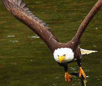 Bald Eagle sightings on Ketchikan Sea Kayaking Tours