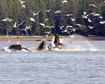 Whales Breaching on a Ketchikan Kayak Tour